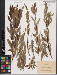 Salix aurita L. x Salix viminalis L.